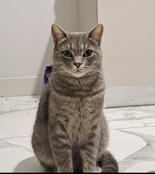 Reunited Male Cat last seen Whitehall Manor, Apex, NC 27502
