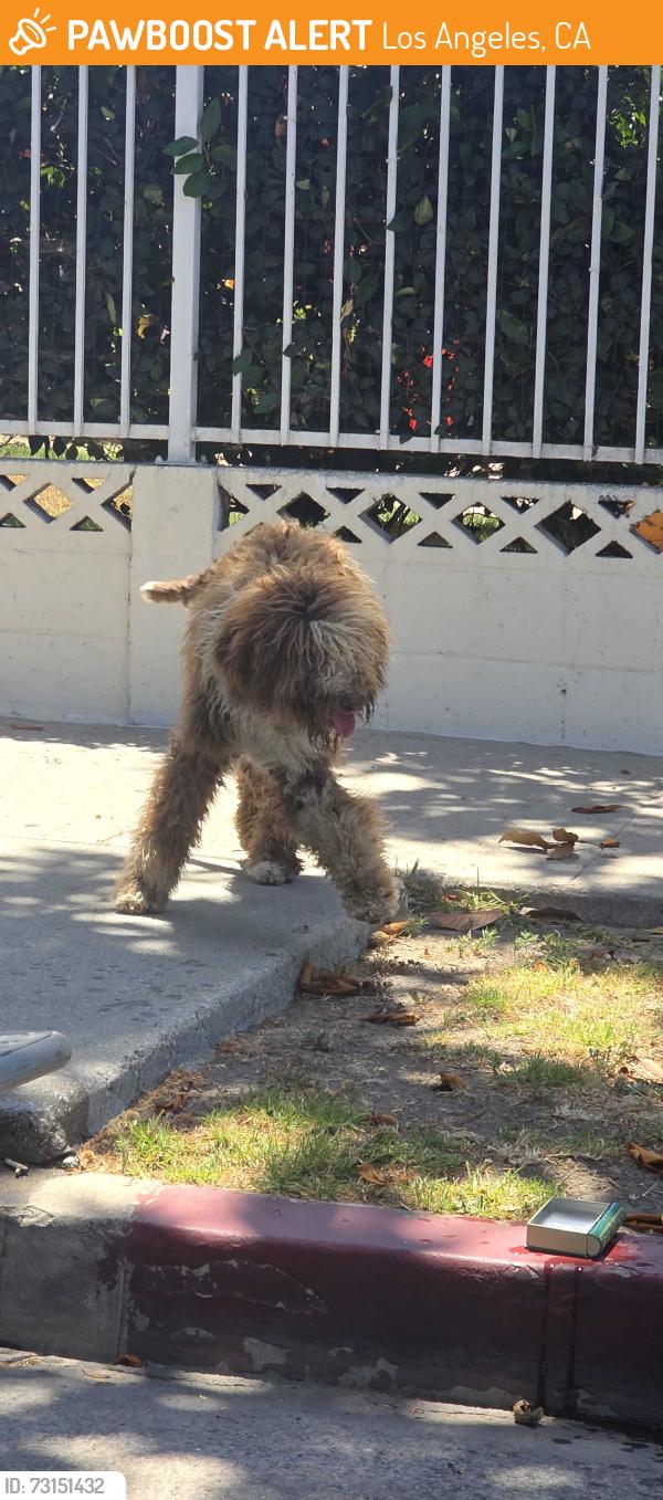 Found/Stray Unknown Dog last seen 90th and towne head towards avalon., Los Angeles, CA 90003