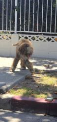 Found/Stray Unknown Dog last seen 90th and towne head towards avalon., Los Angeles, CA 90003