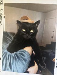 Reunited Male Cat last seen Painter Ave /Tedemory Dr / College Ave, Whittier, CA 90602