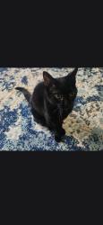 Lost Female Cat last seen Rolling fields drive, Columbia, TN 38401