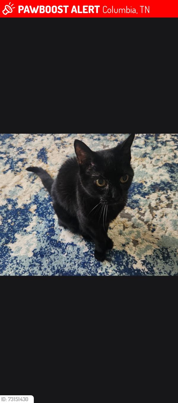 Lost Female Cat last seen Rolling fields drive, Columbia, TN 38401