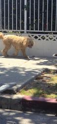 Found/Stray Unknown Dog last seen 90th and towne head towards avalon., Los Angeles, CA 90003