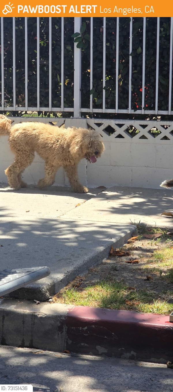 Found/Stray Unknown Dog last seen 90th and towne head towards avalon., Los Angeles, CA 90003
