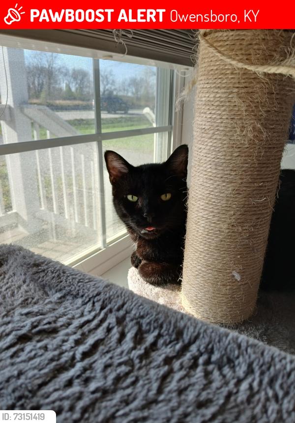 Lost Male Cat last seen Near Worthington, Owensboro, KY 42301