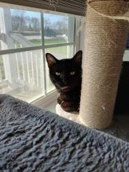 Lost Male Cat last seen Near Worthington, Owensboro, KY 42301