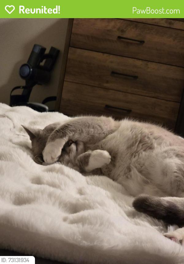 Reunited Male Cat last seen NE 54th street and NE 72nd avenue Vancouver WA 98661, Vancouver, WA 98661