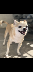 Reunited Male Dog last seen Alta Mesa, Mesa, AZ 85205