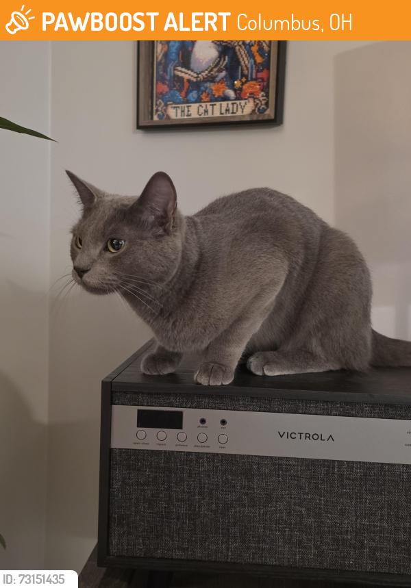 Found/Stray Female Cat last seen Preserve Crossing Blvd & Hares Ear Dr., Columbus, OH 43230