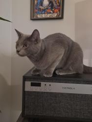Found/Stray Female Cat last seen Preserve Crossing Blvd & Hares Ear Dr., Columbus, OH 43230