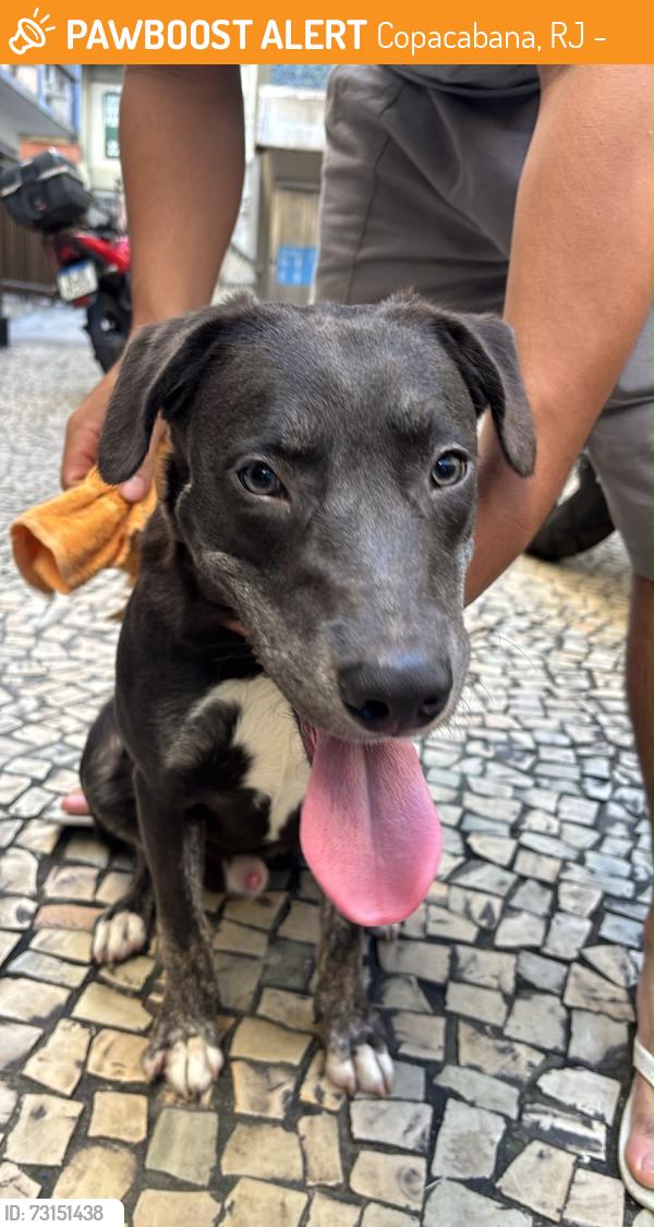 Found/Stray Male Dog last seen Perto do metrô general osorio, Copacabana, RJ 22071-100