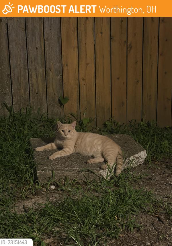 Found/Stray Male Cat last seen Corner of Chase Rd and Lincoln Ave, Worthington, OH 43085