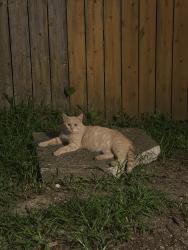 Found/Stray Male Cat last seen Corner of Chase Rd and Lincoln Ave, Worthington, OH 43085