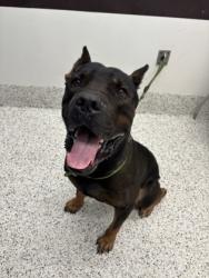 Shelter Stray Male Dog last seen Near Hollywood rd, Atlanta, GA, 1251 Fulton Industrial Blvd NW, Atlanta, GA 30336, USA