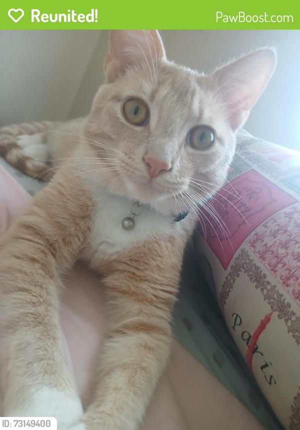 Reunited Male Cat last seen Airstrip near old mill, Monroe, GA 30655