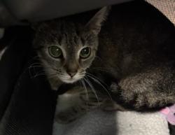 Shelter Stray Female Cat last seen Near Martin St, Atlanta, GA, 1251 Fulton Industrial Blvd NW, Atlanta, GA 30336, USA