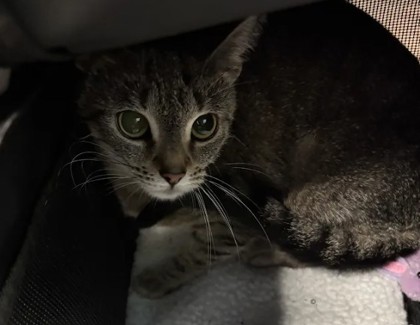 Shelter Stray Female Cat last seen Near Martin St, Atlanta, GA, 1251 Fulton Industrial Blvd NW, Atlanta, GA 30336, USA