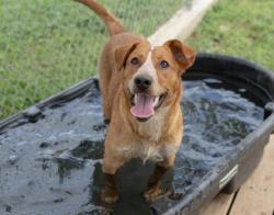 Shelter Stray Female Dog last seen Near E cotter, City of Alvarado, TX, 602 S Pkwy Dr, Alvarado, TX 76009, USA
