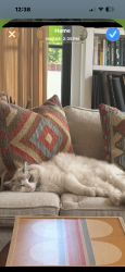 Reunited Male Cat last seen Lincoln, Piedmont, CA 94611