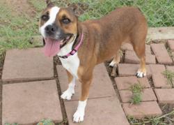 Shelter Stray Female Dog last seen wildwood, City of Alvarado, TX, 602 S Pkwy Dr, Alvarado, TX 76009, USA