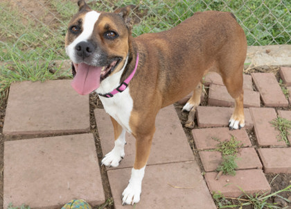 Shelter Stray Female Dog last seen wildwood, City of Alvarado, TX, 602 S Pkwy Dr, Alvarado, TX 76009, USA