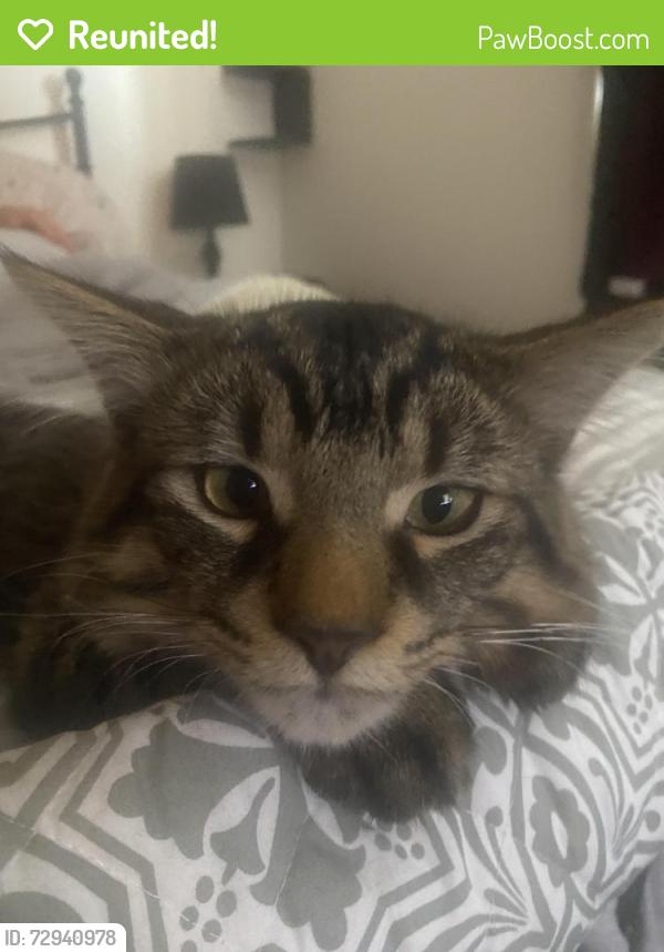 Reunited Male Cat last seen YACHTSMAN CROSSING AND MCDOWELL DRIVE, Mississauga, ON L5M 6P1