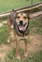 Shelter Stray Male Dog last seen N Friou, City of Alvarado, TX, 602 S Pkwy Dr, Alvarado, TX 76009, USA