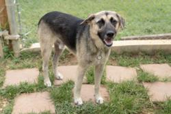 Shelter Stray Male Dog last seen N Friou, City of Alvarado, TX, 602 S Pkwy Dr, Alvarado, TX 76009, USA