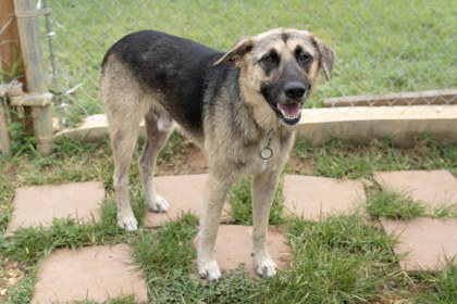 Shelter Stray Male Dog last seen N Friou, City of Alvarado, TX, 602 S Pkwy Dr, Alvarado, TX 76009, USA