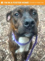 Shelter Stray Female Dog last seen Near Pennsylvania Ave, 21217, MD, 301 Stockholm St, Baltimore, MD 21230, USA