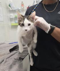 Shelter Stray Male Cat last seen Near Wilkens ave, 21223, MD, 301 Stockholm St, Baltimore, MD 21230, USA