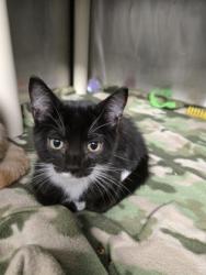 Shelter Stray Male Cat last seen Near Connie Lee DR, New Bern, NC, 1639 Old Airport Rd, New Bern, NC 28562, USA