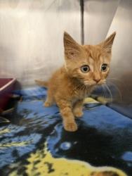 Shelter Stray Female Cat last seen Dominos james city, New Bern City Limits, NC, 1639 Old Airport Rd, New Bern, NC 28562, USA
