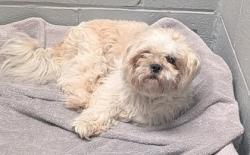 Shelter Stray Female Dog last seen Near primero rd aco GG, Meadow Lake,, 1209 NM-314, Los Lunas, NM 87031, USA