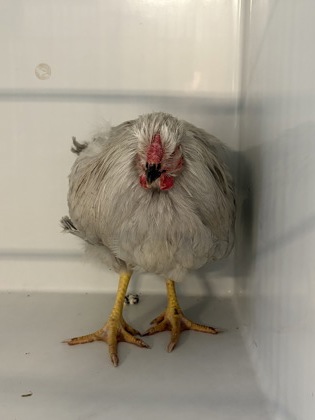 Shelter Stray Unknown Chicken last seen Near E 142, 4th District, OH, 9203 Detroit Ave, Cleveland, OH 44102, USA