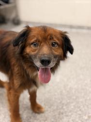 Shelter Stray Male Dog last seen Near block of New Corinth Rd, Knox County GP, TN, 3201 Division St, Knoxville, TN 37919, USA