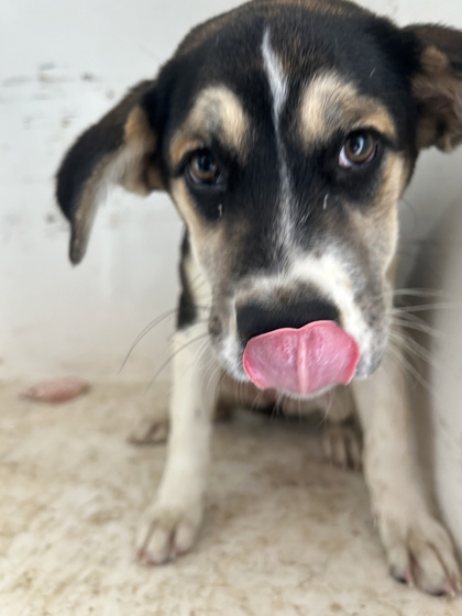 Shelter Stray Female Dog last seen Near Geta Rd, City of Knoxville ASO, TN, 3201 Division St, Knoxville, TN 37919, USA
