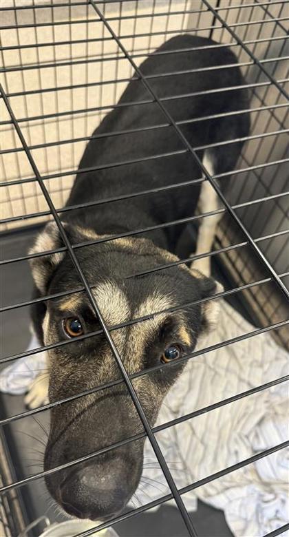 Shelter Stray Male Dog last seen Near CR 361, Williamson County, TX, 1855 SE Inner Loop, Georgetown, TX 78626, USA