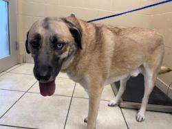Shelter Stray Male Dog last seen Near CANYON LEDGE CV, City of Round Rock, TX, 1855 SE Inner Loop, Georgetown, TX 78626, USA