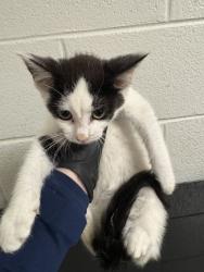 Shelter Stray Female Cat last seen Near block of Ed Stallings Rd, Knox County GP, TN, 3201 Division St, Knoxville, TN 37919, USA
