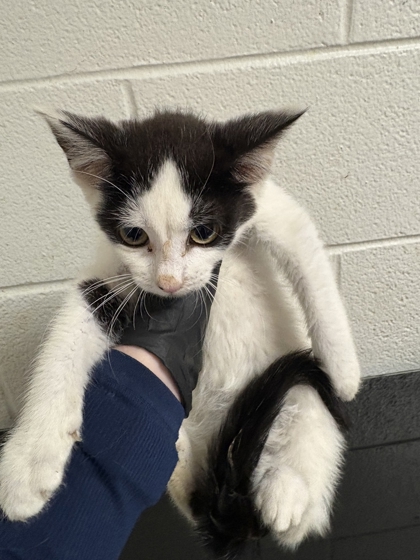 Shelter Stray Female Cat last seen Near block of Ed Stallings Rd, Knox County GP, TN, 3201 Division St, Knoxville, TN 37919, USA