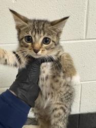 Shelter Stray Female Cat last seen Near block of Ed Stallings Rd, Knox County GP, TN, 3201 Division St, Knoxville, TN 37919, USA