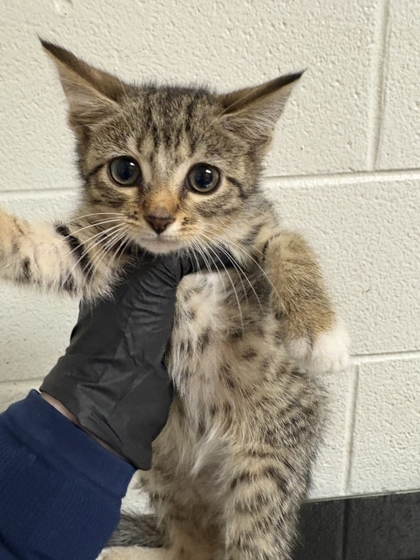Shelter Stray Female Cat last seen Near block of Ed Stallings Rd, Knox County GP, TN, 3201 Division St, Knoxville, TN 37919, USA
