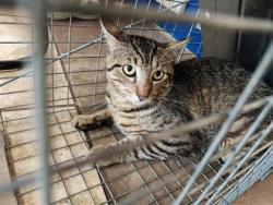 Shelter Stray Unknown Cat last seen Near blk Perfect World Loop, Williamson County, TX, 1855 SE Inner Loop, Georgetown, TX 78626, USA