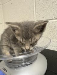 Shelter Stray Female Cat last seen Near block of Coatbridge Ln, Knox County GP, TN, 3201 Division St, Knoxville, TN 37919, USA