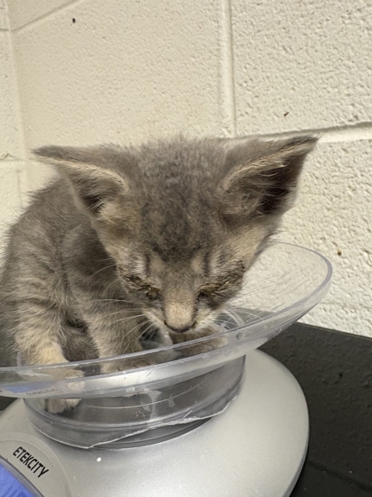 Shelter Stray Female Cat last seen Near block of Coatbridge Ln, Knox County GP, TN, 3201 Division St, Knoxville, TN 37919, USA