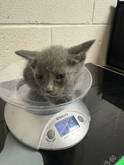 Shelter Stray Unknown Cat last seen Near block of Coatbridge Ln, Knox County GP, TN, 3201 Division St, Knoxville, TN 37919, USA