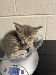 Shelter Stray Male Cat last seen Near block of Coatbridge Ln, Knox County GP, TN, 3201 Division St, Knoxville, TN 37919, USA
