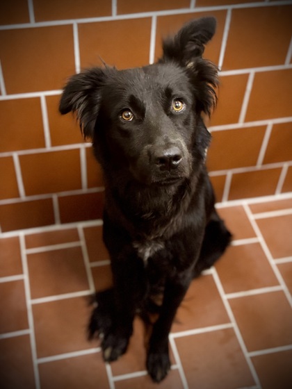 Shelter Stray Male Dog last seen Near blk Mansfield highway - FH, FOREST HILL, TX, 3961 Bluebell Dr, Everman, TX 76140, USA