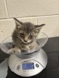 Shelter Stray Female Cat last seen Near block of Coatbridge Ln, Knox County GP, TN, 3201 Division St, Knoxville, TN 37919, USA
